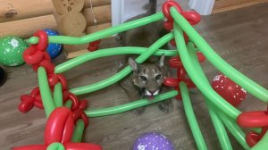 Месси попал в капкан!