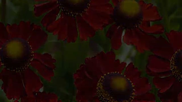 Гелениум многолетний — посадка и уход в саду смотреть онлайн