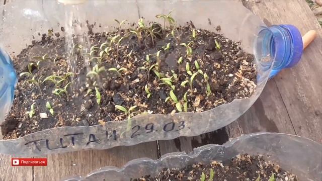 Правильная Подсыпка земли Помидорам и Перцу. Подсыпка земли в рассаду Томатов смотреть онлайн