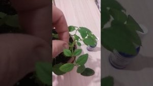 Комнатная роза. Обрезка слепых побегов. 2 Часть