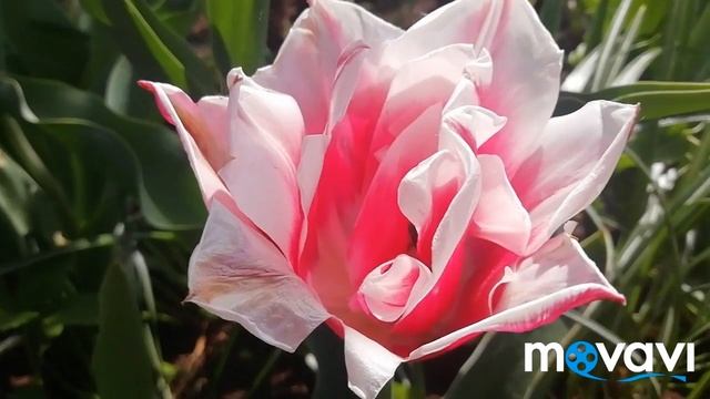 Цветение Тюльпанов./Цветение тюльпанов у меня на даче!//Очарование тюльпанов - для Вас!