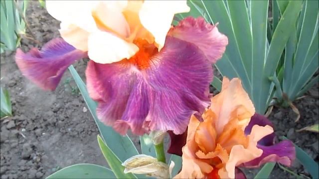 Брагадосио высокий ирис смотреть онлайн