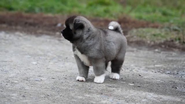 Длинношерстная девочка Американской акиты смотреть онлайн