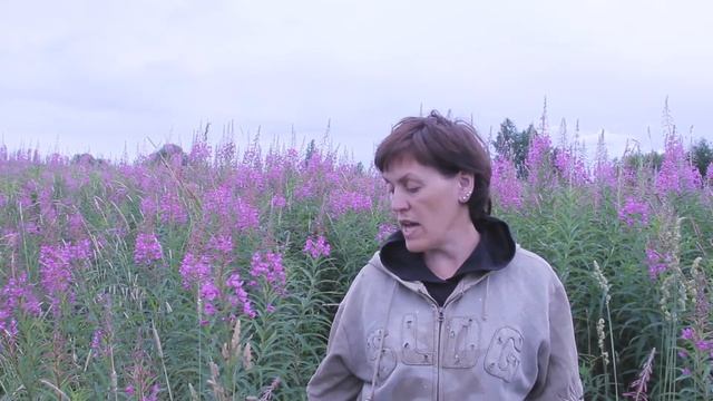 Как выглядит как растет как определить иван чай, чтоб не причинить вред? Совет от Фермачей в деревн