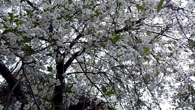 Весна, цветение фруктовых деревьев, пчелинный рой#