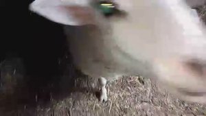 Овечки зажигают.mp4