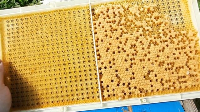 Система для вывода маток и получения маточного молочка (с алиэкспресс)