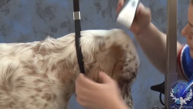 Grooming the Show Style English Setter with Irina 'Pina' Pinkusevich смотреть онлайн