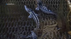 Самарский осетр. Агрокурьер