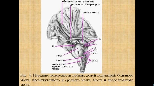Задний мозг. Презентация. Скачать. смотреть онлайн
