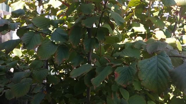 Сеянец лещины (фундука) смотреть онлайн