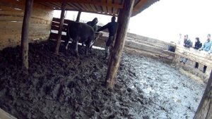 ТЕЛЯТА ПРОДАЖА ?//Бычки на мясо как бизнес идея. Мы пробурили скважину!