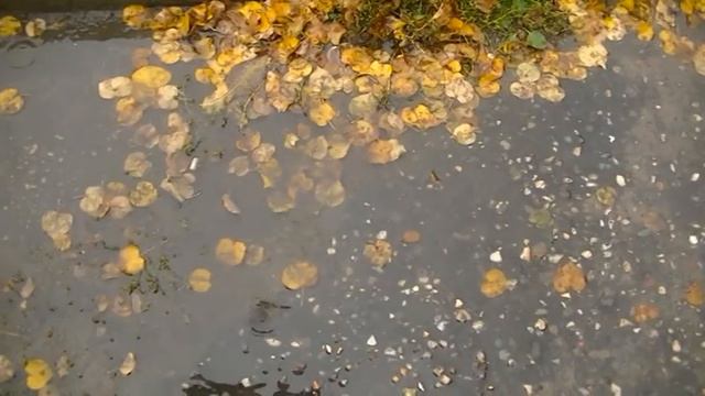 О чём плачет осень смотреть онлайн