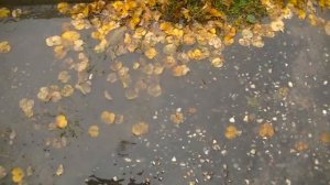 О чём плачет осень