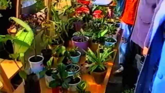 Каким был урожай 19 лет назад?