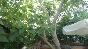 Очень бюджетный отель 3* в Турции, который нам понравился: обзор отеля Club Sidar в центре Аланьи