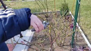 Обрезка штамбовой розы весной. Секрет подвязки плетистых роз.
