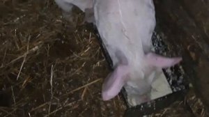 Кормим 2-х месячных поросят.