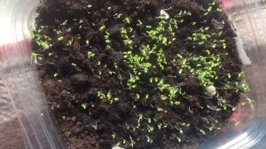 Взошла петуния/ Как подсыпать и как поливать всходы