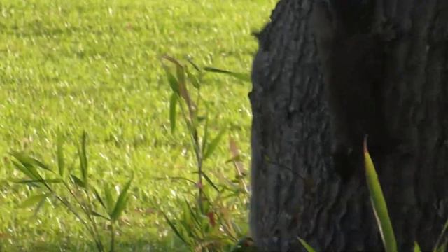 Eastern Grey Squirrels, April 4th, 2022, Savannah, GA смотреть онлайн