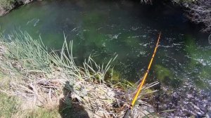 MASSIVE FISH…..TINY CREEK!!! (INSANE)