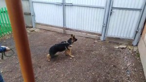 Очень злой щенок Немецкой овчарки 4 мес.