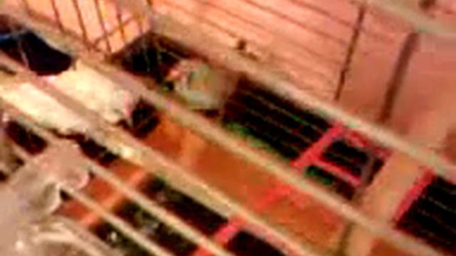 Амадины (качество-) смотреть онлайн