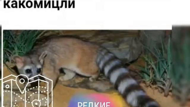 Редкие животные смотреть онлайн