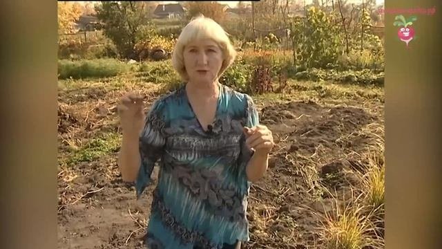 Чуфа - земляной миндаль в Сибири #urozhainye_gryadki
