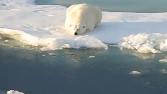 БЕЛЫЙ МЕДВЕДЬ УСНУЛ!!! смотреть онлайн