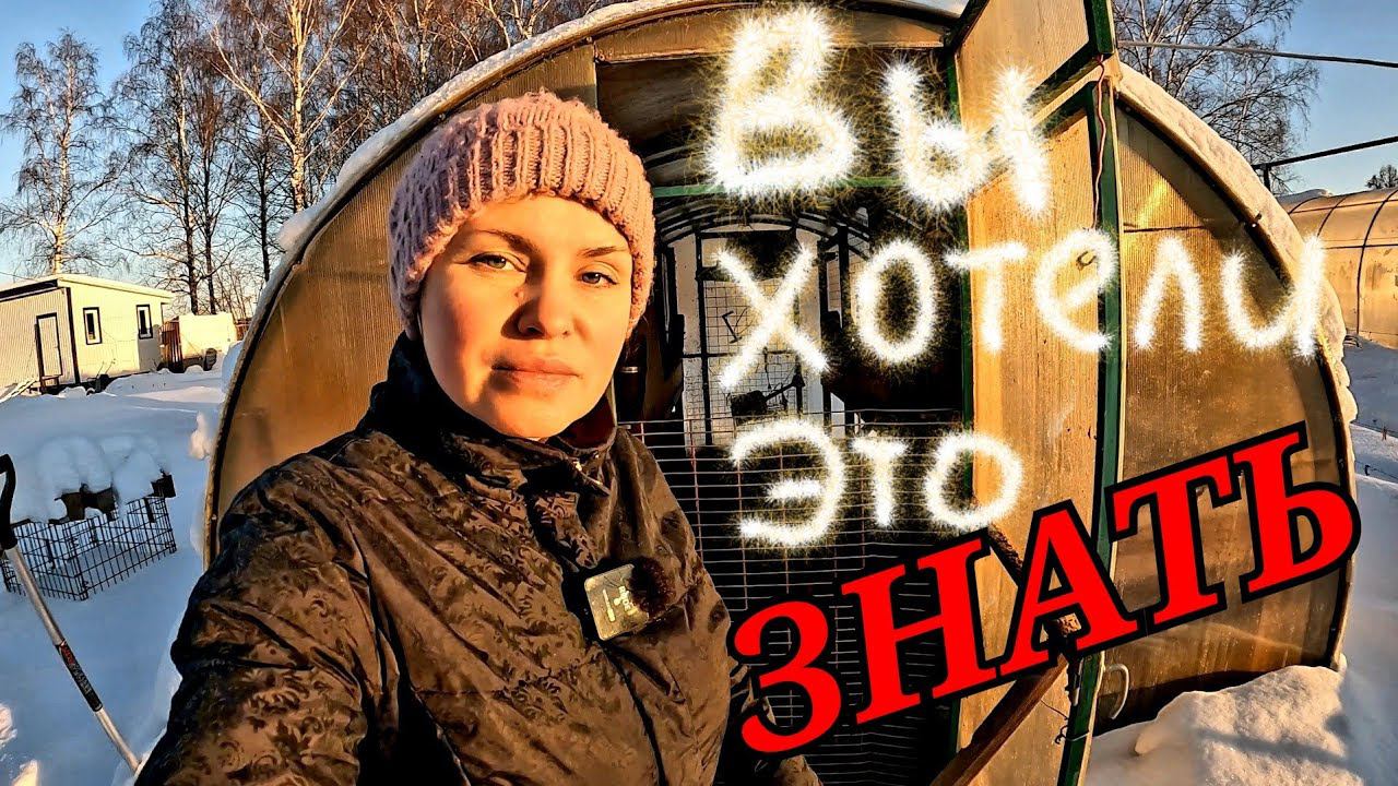 День первый. Что растет зимой у нас в теплицах?
