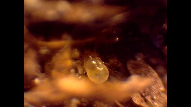 dermatophagoides farinae смотреть онлайн