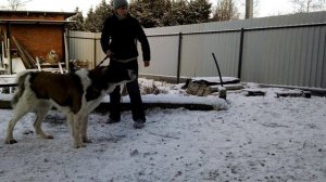 Лин-Честа Бони. Московская сторожевая. 1г.9мес. Защита хозяина.