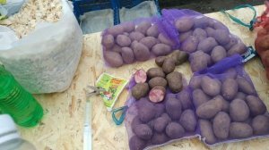 Проращивание картофеля. Лучший способ проращивания картофеля.