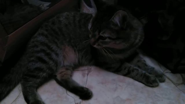 рассказ о кошке Рыси смотреть онлайн