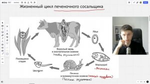 Все о червях ЕГЭ по биологии 2023 | Плоские, круглые и кольчатые черви