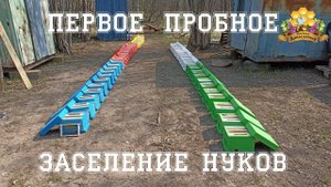 Первое заселение нуклеусов