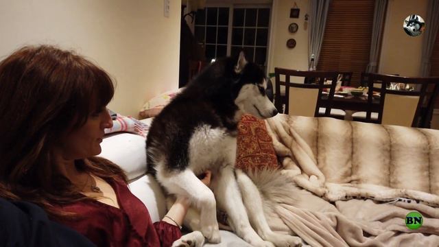 Улла ! Ты меня уважаешь ? :) Или как мы отпраздновали 2021/ ХАСКИ БЛОГЕР / Husky blogger / funny do смотреть онлайн