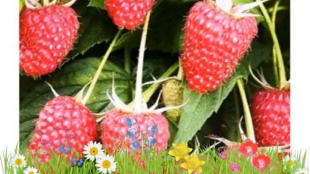 Малина ремонтантная Гигант Рубиновый ? Обзор: посадка и уход. саженцы малины: описание и особенност