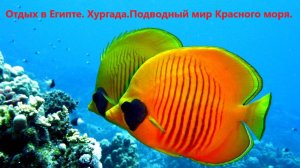 Отдых в Египте. Хургада. Подводный мир Красного моря.