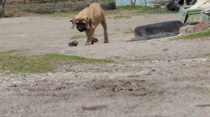 АНГЛИЙСКИЙ МАСТИФ.