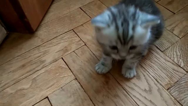 Котята научились вылезать из коробки 2 смотреть онлайн