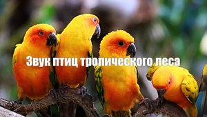 Звук тропического леса слушать 2 часа