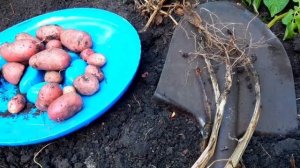 Картофель Ред Скарлет.Цветник.