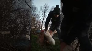 Как зарубить курицу