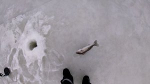 Закрытие твердой воды на Белом озере! Часть 2