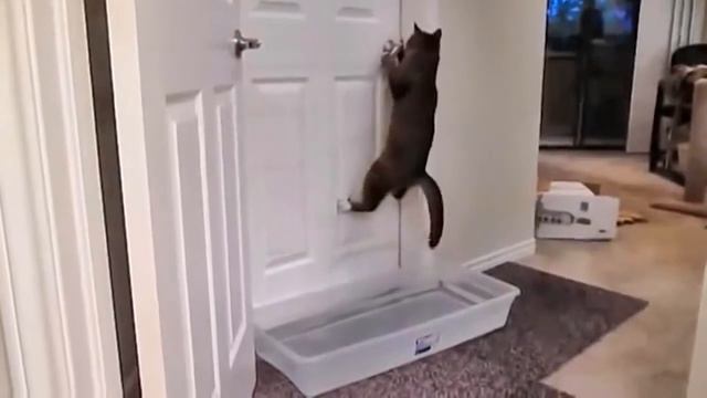 Кот-о-мены удачи. Топ 20+. смотреть онлайн