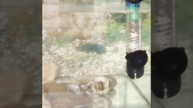 Рассказ о красноухой черепахи и показываю всё смотреть онлайн