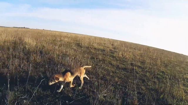 Русская гончая. Выжлец 3,5 месяца