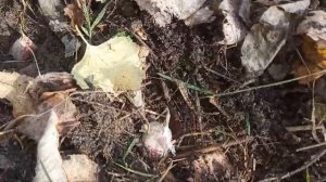 Посадка чеснока на зиму. Сроки посадки озимого чеснока